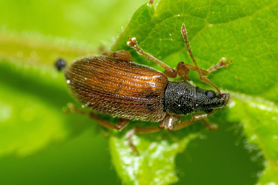 Phyllobius oblongus - közönséges levélormányos