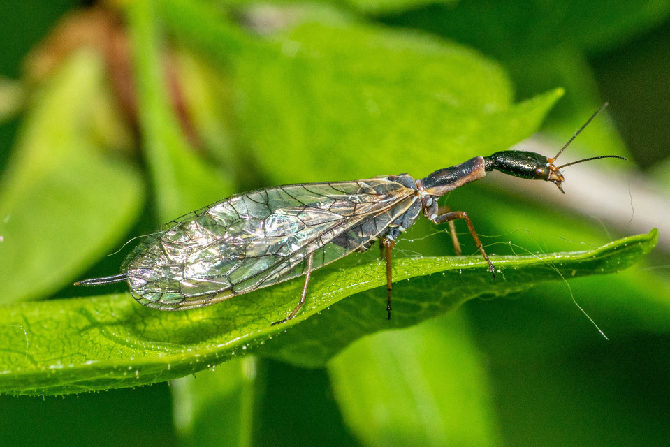 Raphidioptera - Tevenyakú-fátyolkák