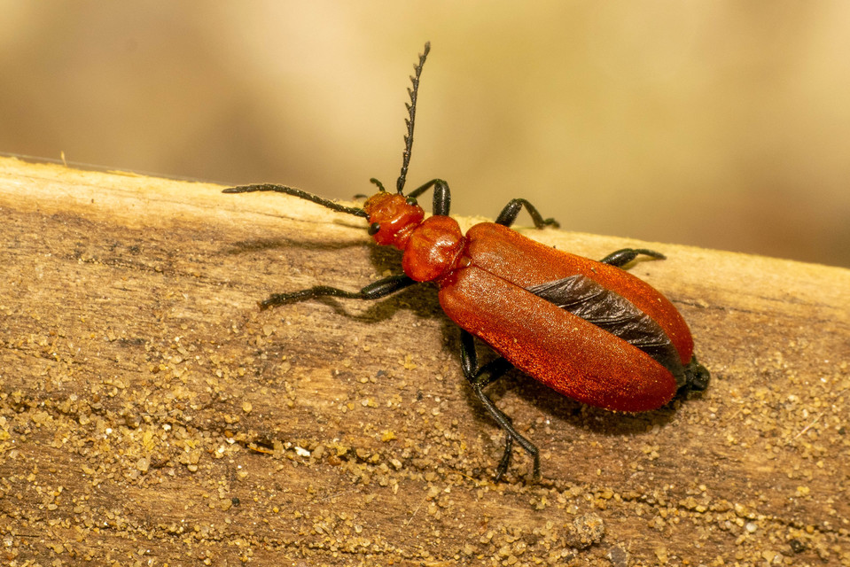 Pyrochroa serraticornis - közép-bíborbogár