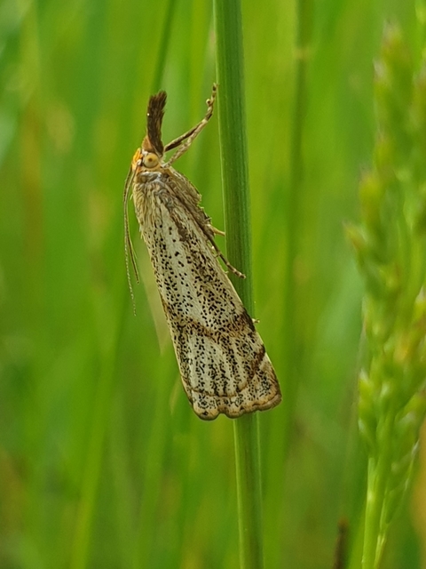 Thisanotia chrysonuchella - tavaszi fűgyökérmoly