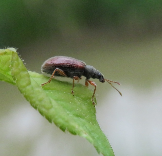 Phyllobius oblongus - közönséges levélormányos
