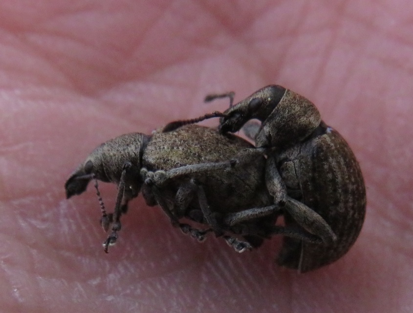 Liophloeus