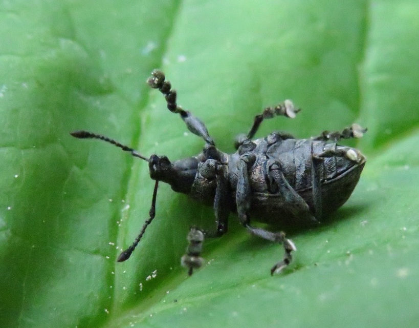 Liophloeus
