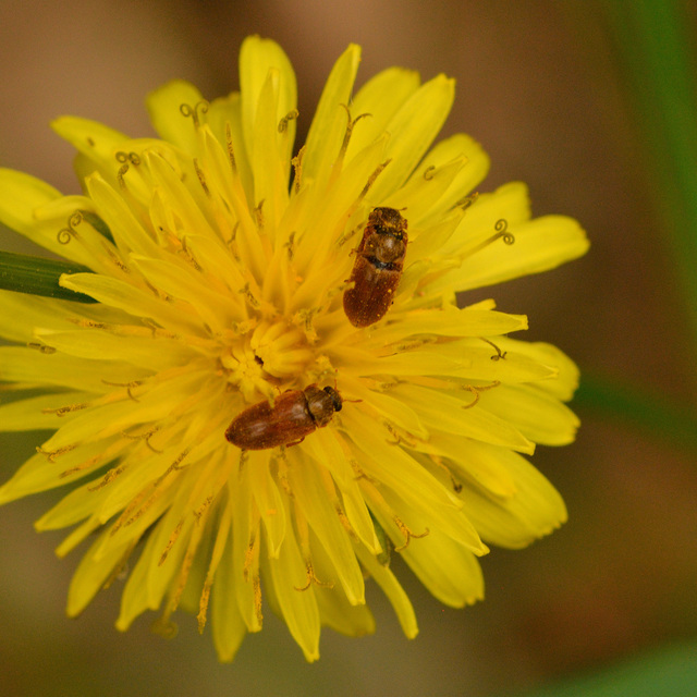 Byturus ochraceus - gyömbérgyökérbogár