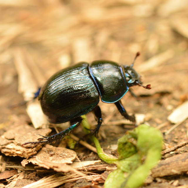 Anoplotrupes stercorosus - erdei álganéjtúró