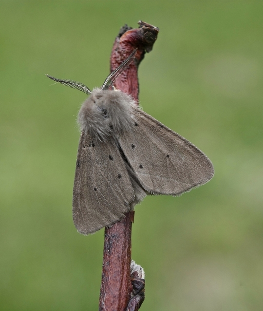 Diaphora mendica - felemás medvelepke