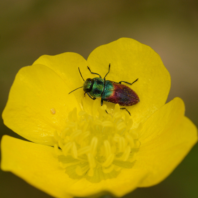 Anthaxia salicis - bíboros virágdíszbogár