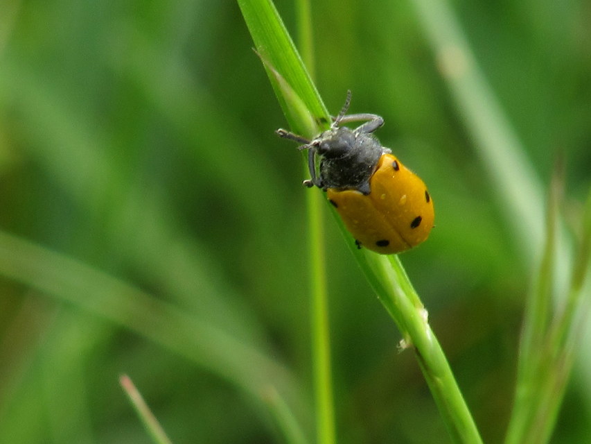 Lachnaia sexpunctata - szőrösnyakú zsákhordóbogár