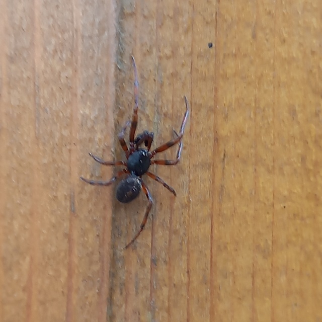 Steatoda bipunctata - kétpettyes faggyúpók
