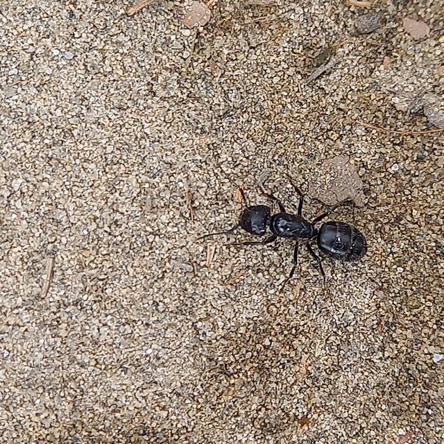 Camponotus vagus - fekete lóhangya
