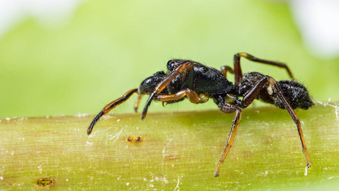 Leptorchestes berolinensis - fekete hangyautánzópók