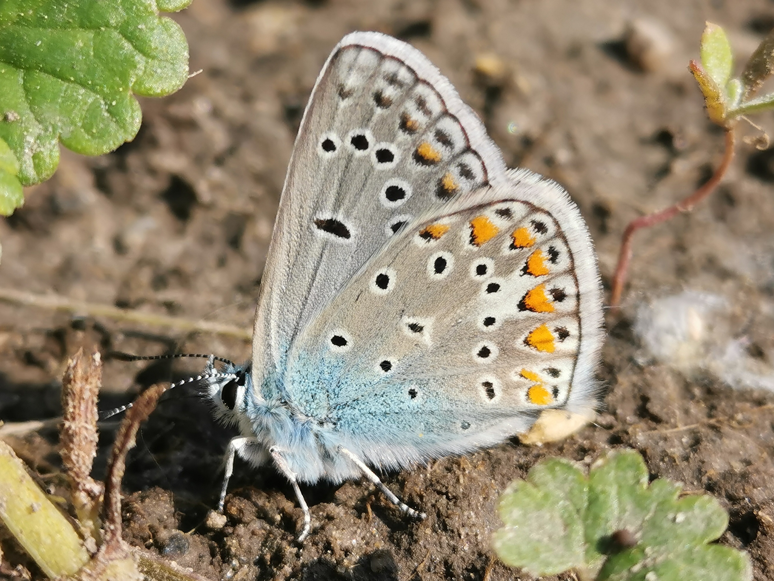 Polyommatus thersites - ibolyaszín boglárka