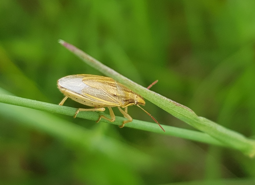 Aelia acuminata - közönséges szipolypoloska Aelia acuminata - közönséges szipolypoloska