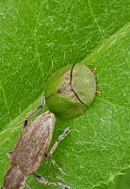 Cassida