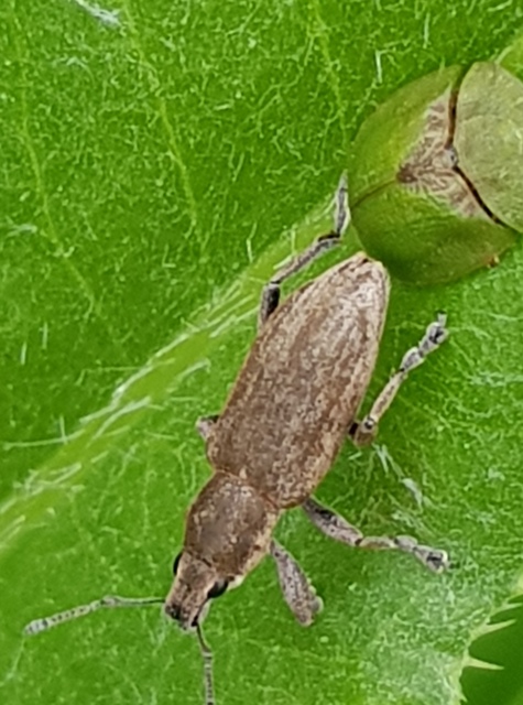 Tanymecus palliatus - közönséges hegyesfarúbarkó