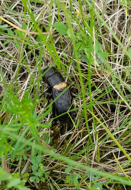 Gryllus campestris - mezei tücsök