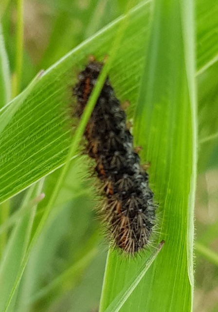 Spiris striata - csíkos molyszövő