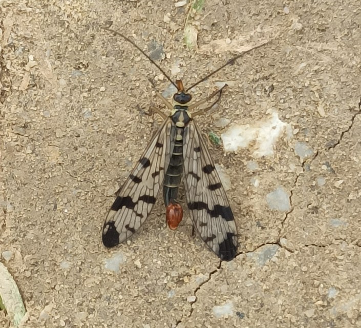 Mecoptera - Csőrösrovarok