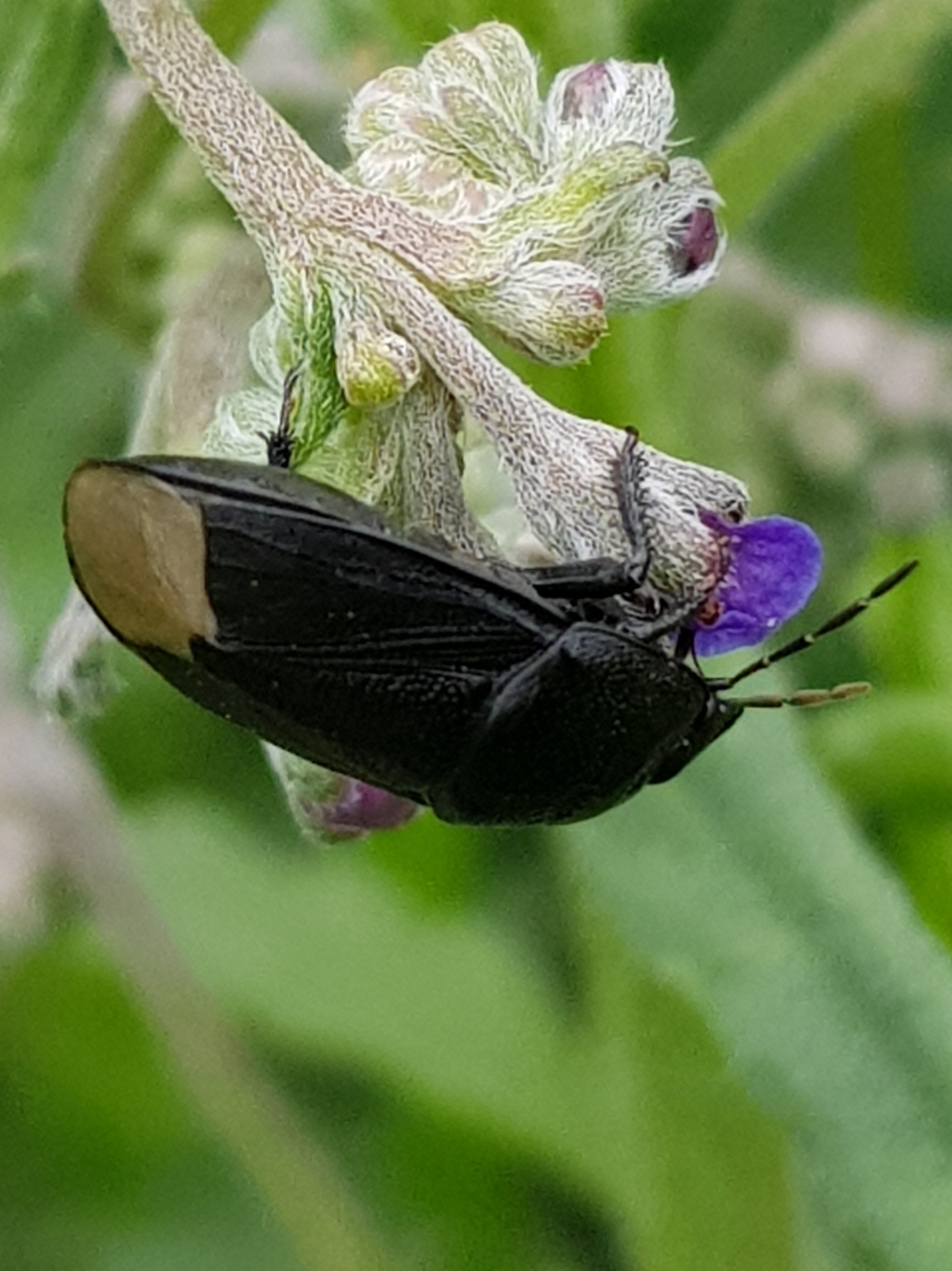 Sehirus