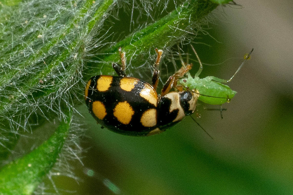 Coccinula quatuordecimpustulata - feketesárga katóka