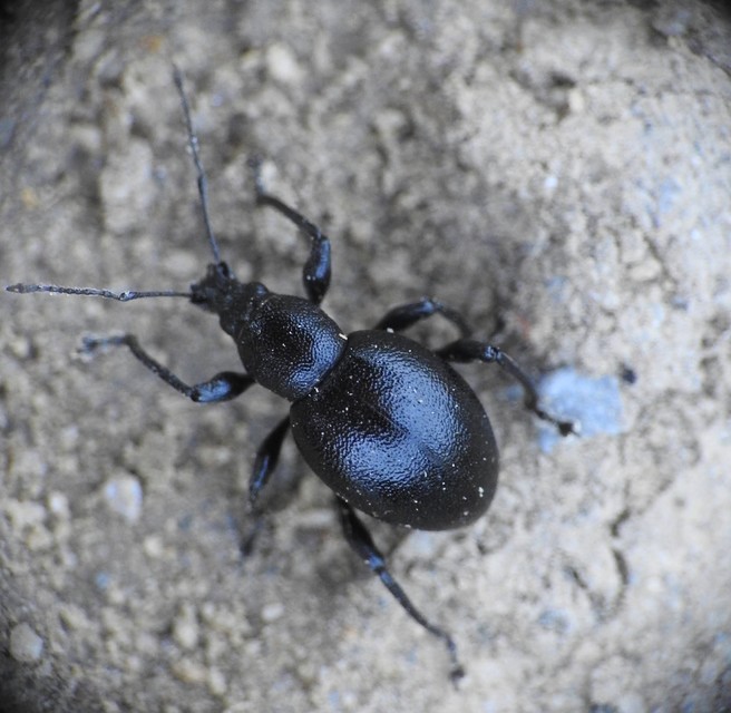 Otiorhynchus lirus - fényes gyalogormányos