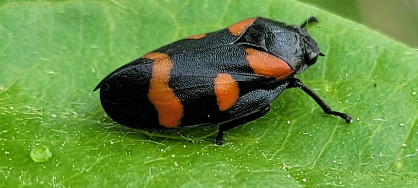 Cercopis arcuata/sanguinolenta