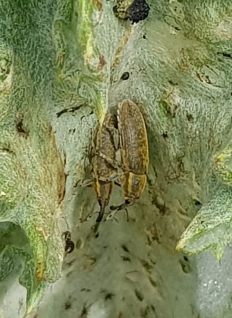 Lixus cardui/filiformis