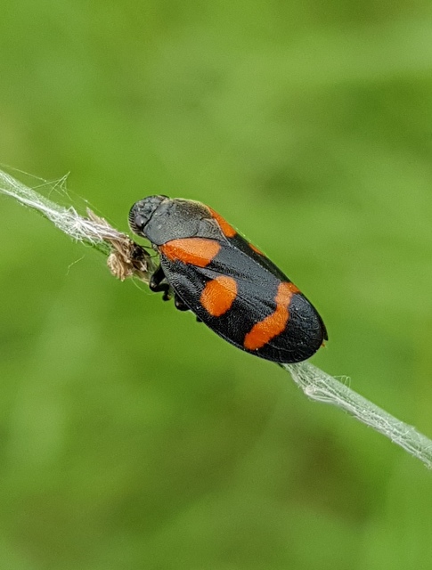 Cercopis arcuata/sanguinolenta