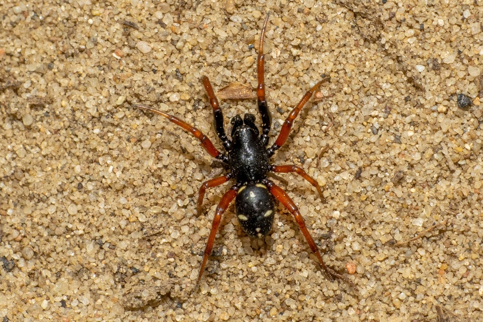 Asagena meridionalis
