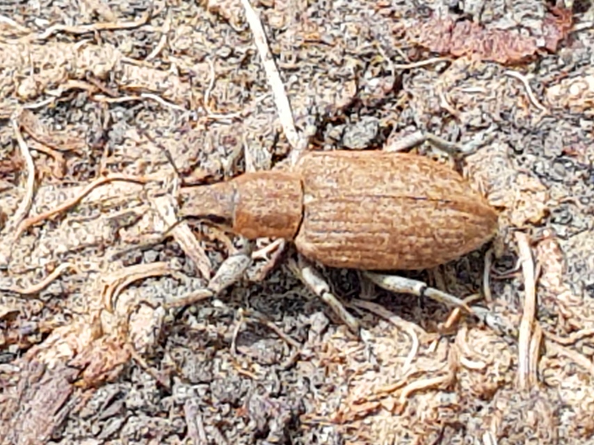 Tanymecus palliatus - közönséges hegyesfarúbarkó