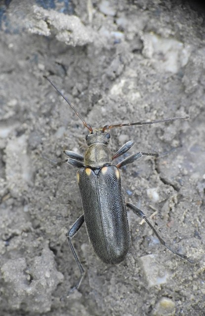 Cortodera humeralis - négyfoltos cserjecincér