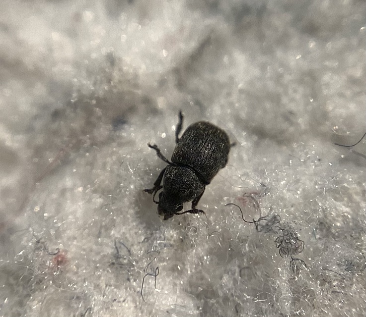 Anthribus nebulosus - ködfoltos pajzstetvész-orrosbogár