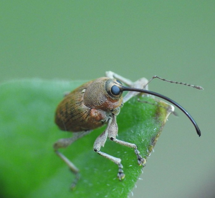 Curculio glandium - tölgymakkzsuzsóka