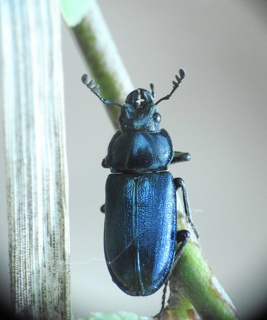 Platycerus caraboides - kis fémesszarvasbogár