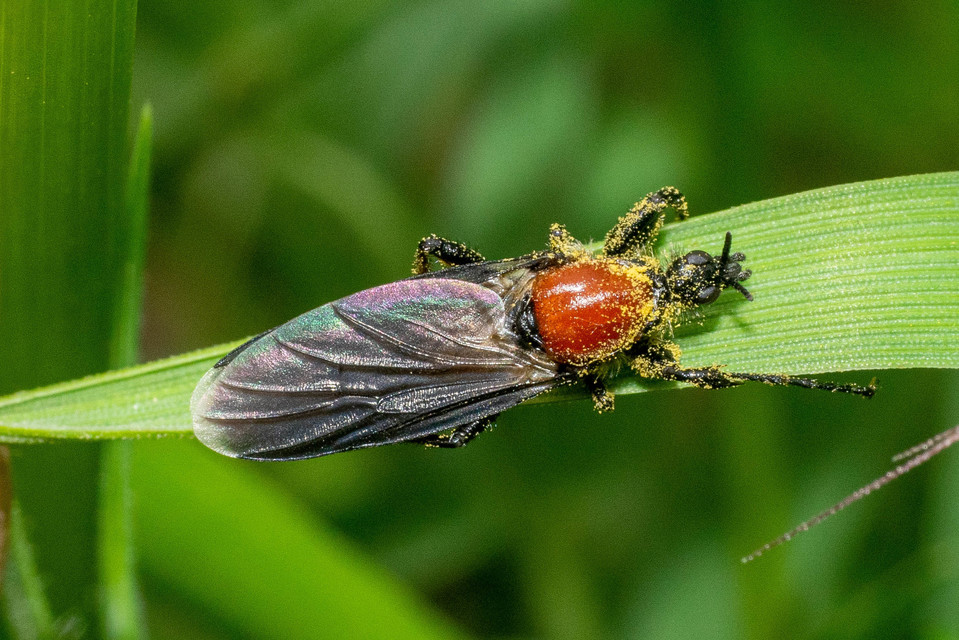 Bibio hortulanus - kerti bársonylégy