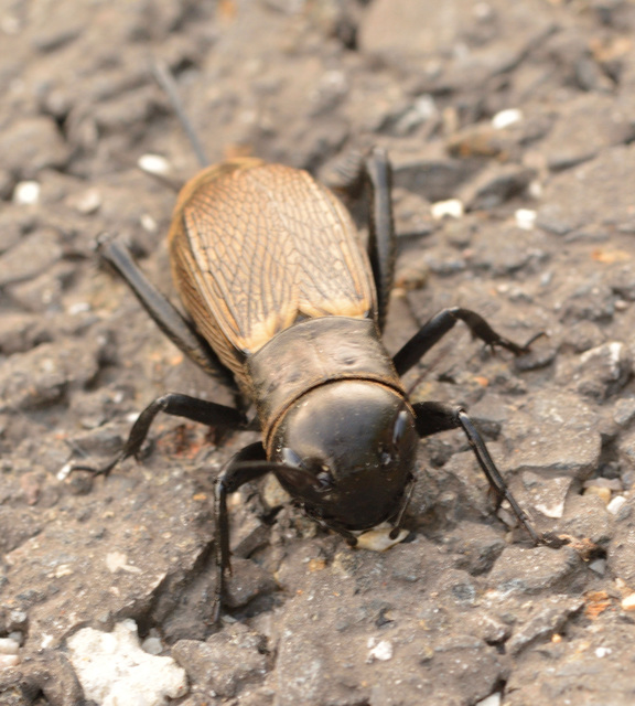 Gryllus campestris - mezei tücsök