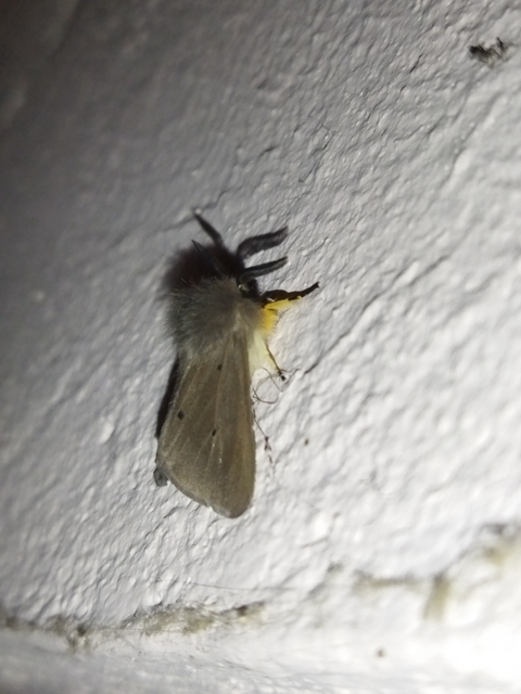 Diaphora mendica - felemás medvelepke