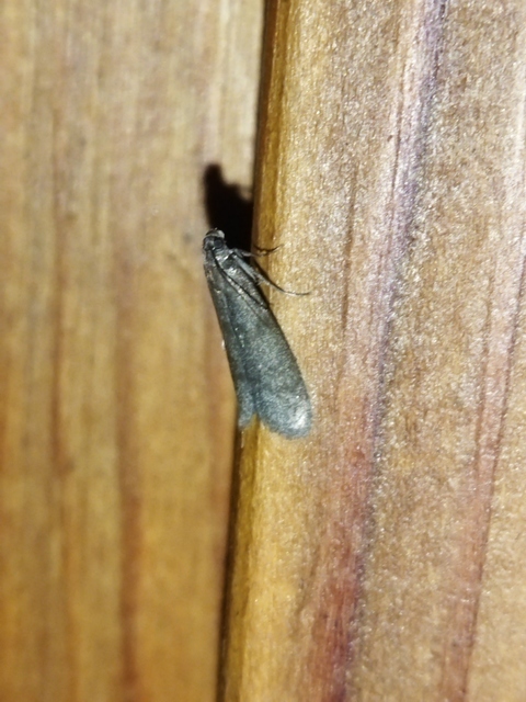 Episcythrastis tetricella - tavaszi karcsúmoly