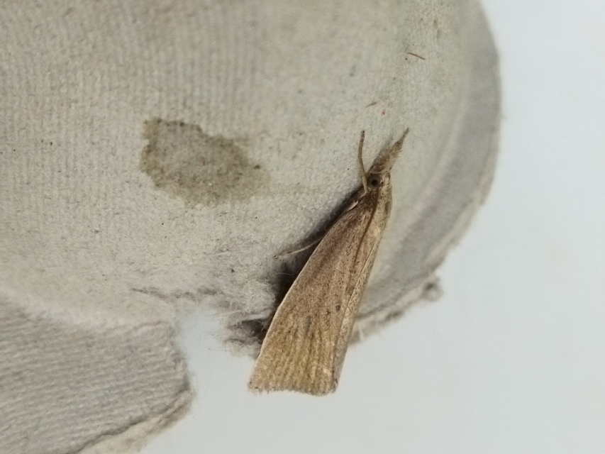 Calamotropha paludella - barna nádlevélmoly