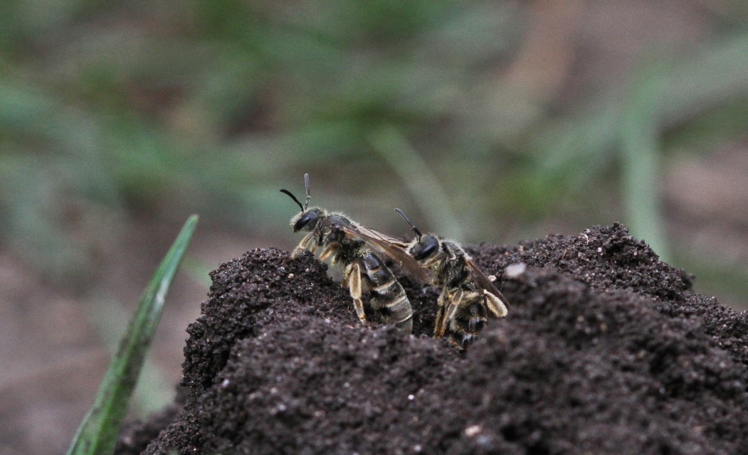Hymenoptera - Hártyásszárnyúak