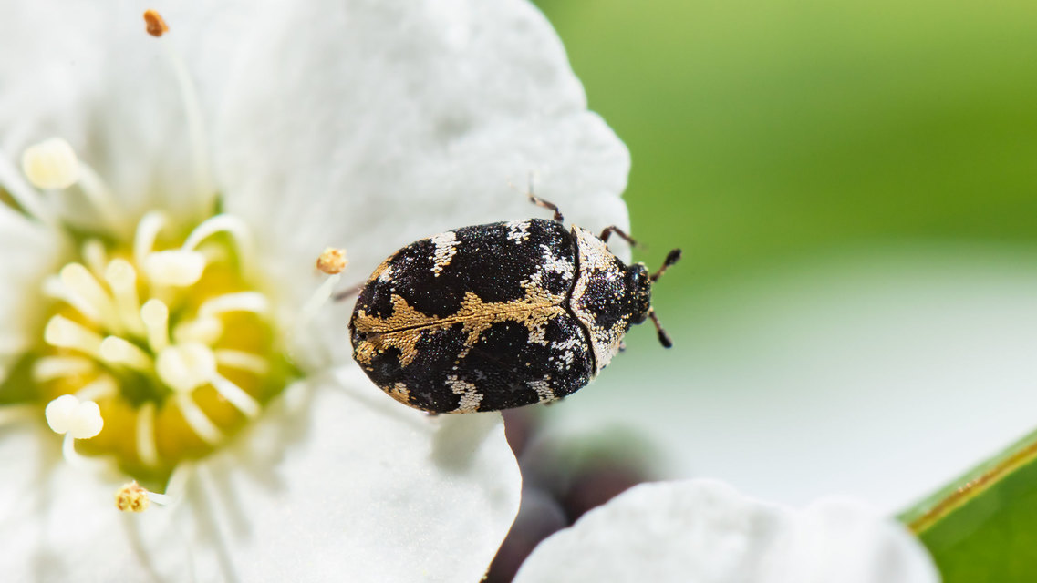 Anthrenus scrophulariae - nagy múzeumbogár