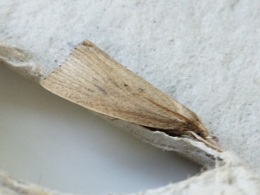 Calamotropha paludella - barna nádlevélmoly