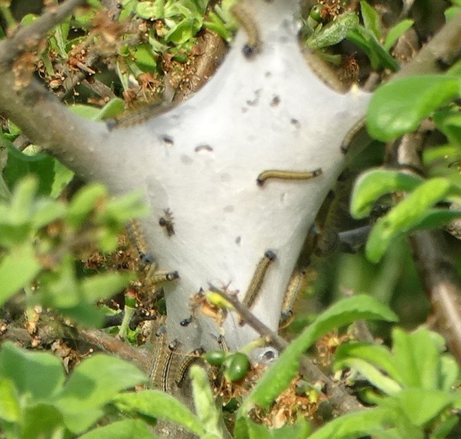 Malacosoma neustria - gyűrűsszövő