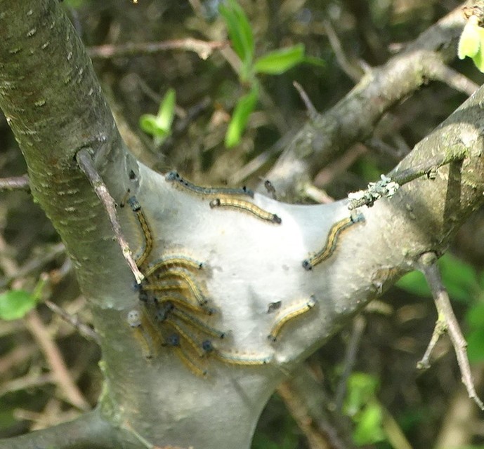 Malacosoma neustria - gyűrűsszövő