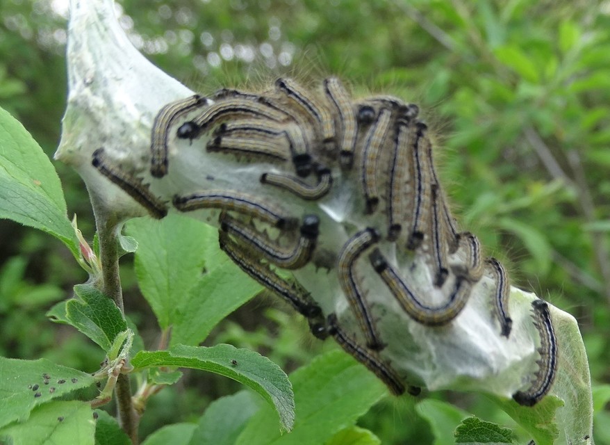 Malacosoma neustria - gyűrűsszövő