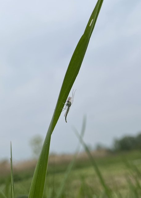 Chironomini
