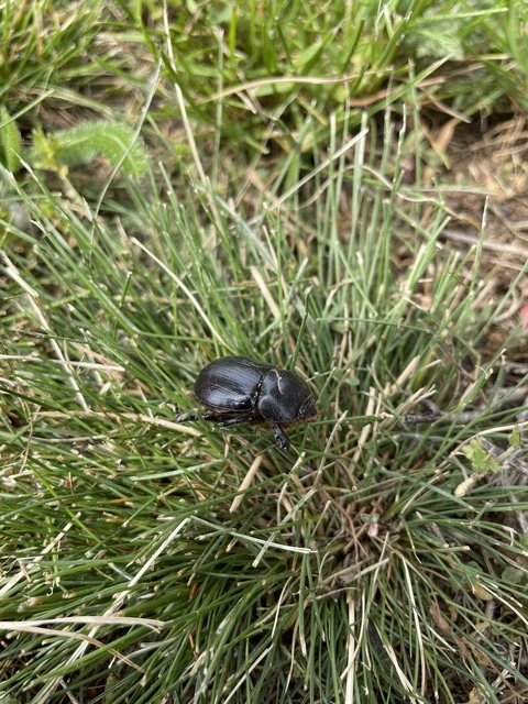 Pentodon idiota - butabogár