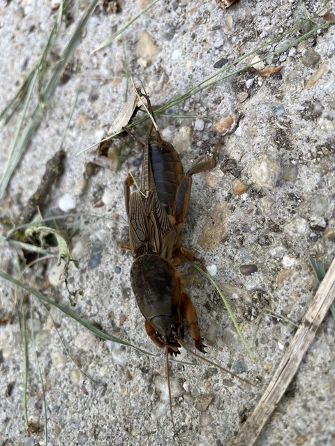 Gryllotalpa