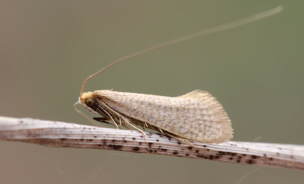 Nematopogon