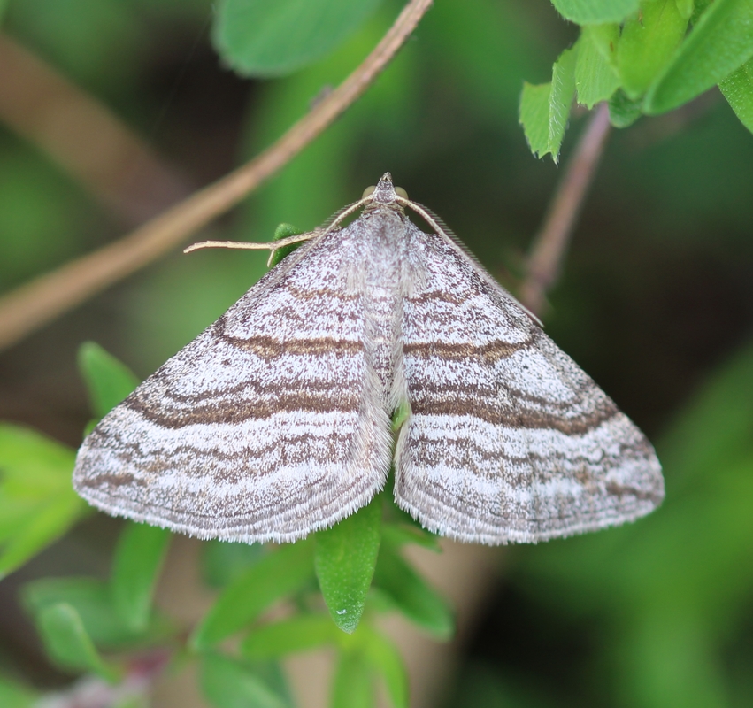 Scotopteryx coarctaria - vonalkás araszoló